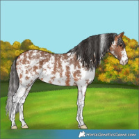 Horse Color:Bay Sabino 