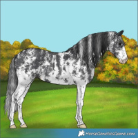 Horse Color:Black Sabino