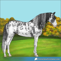 Horse Color:Black Sabino 