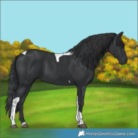Horse Color:Black Tobiano 