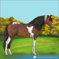 Horse Color:Bay Tobiano 