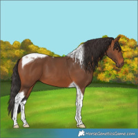 Horse Color:Bay Tobiano 