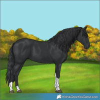 Horse Color:Black Tobiano 