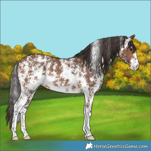 Horse Color:Bay Sabino 