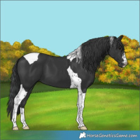 Horse Color:Black Tobiano