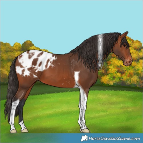 Horse Color:Bay Tobiano Appaloosa