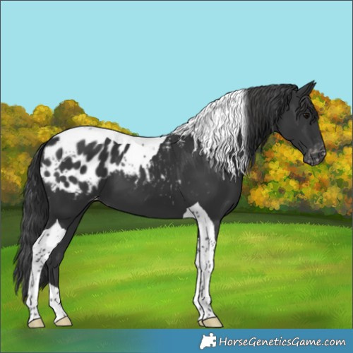 Horse Color:Black Tobiano Appaloosa 