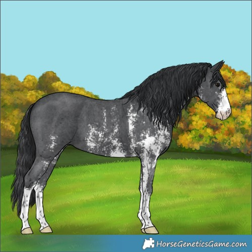 Horse Color:Black Sabino 