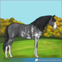 Horse Color:Black Sabino 