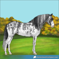 Horse Color:Black Sabino