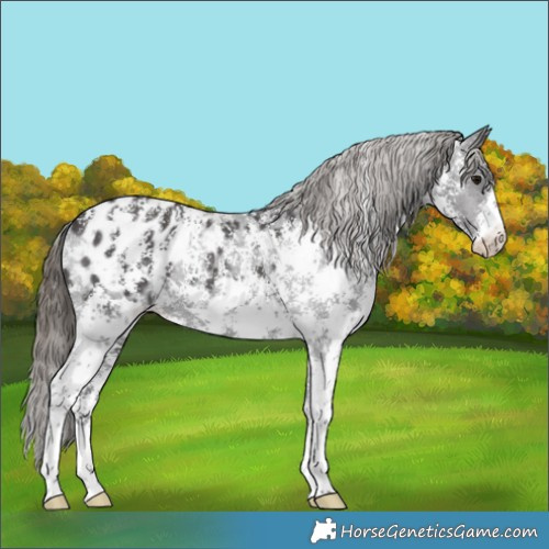 Horse Color:Smoky Black Sabino Blanket