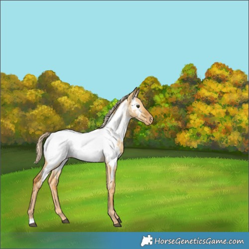 Horse Color:Palomino Dun Appaloosa 