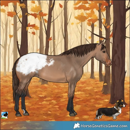 Horse Color:Bay Dun Snowcap 
