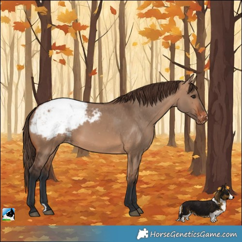 Horse Color:Bay Dun Appaloosa 