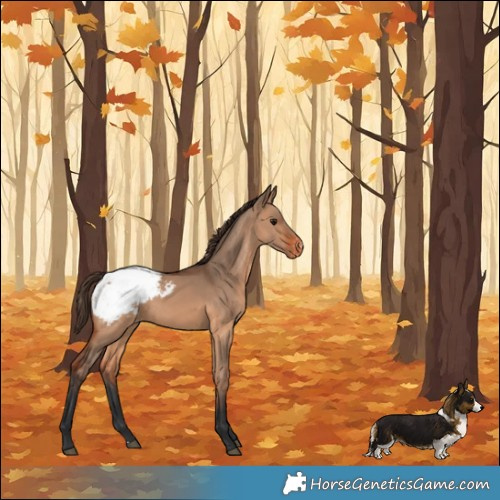 Horse Color:Bay Dun Appaloosa