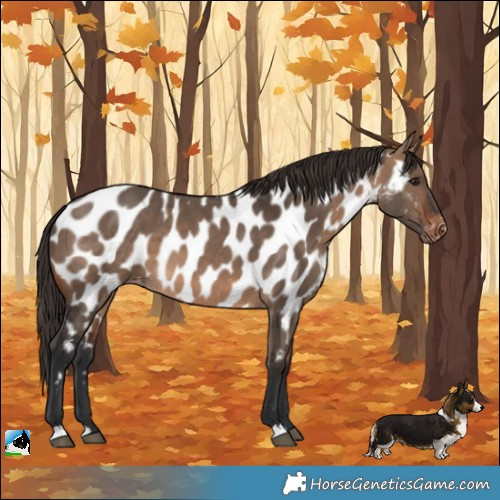 Horse Color:Brown Dun Appaloosa 