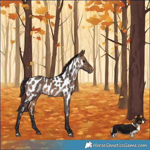 Horse Color:Brown Dun Appaloosa
