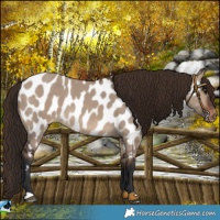 Horse Color:Brown Dun Appaloosa 