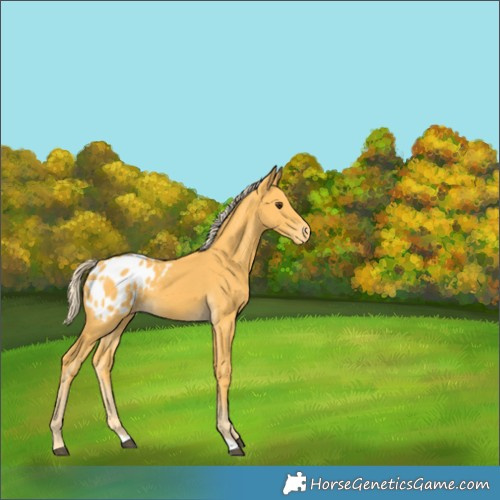 Horse Color:Palomino Appaloosa 