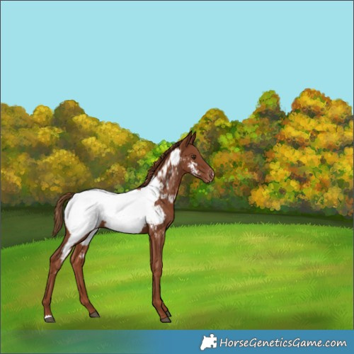 Horse Color:Chestnut Appaloosa 