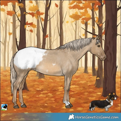 Horse Color:Chocolate Palomino Dun Appaloosa 