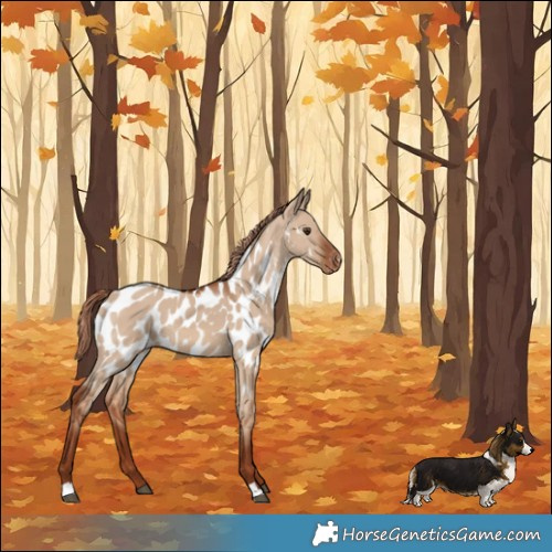 Horse Color:Red Dun Appaloosa