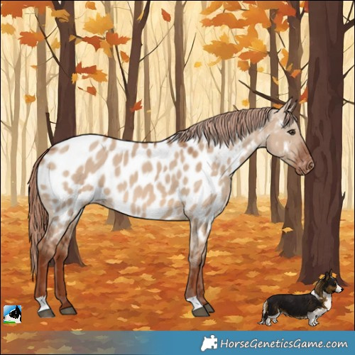Horse Color:Red Dun Appaloosa 