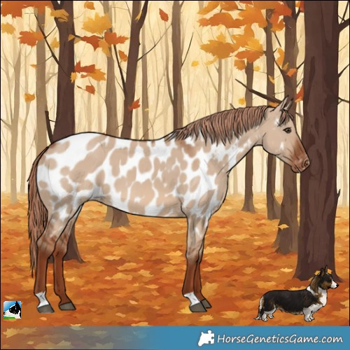 Horse Color:Red Dun Appaloosa