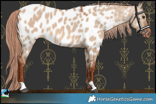 Horse Color:Red Dun Near Leopard