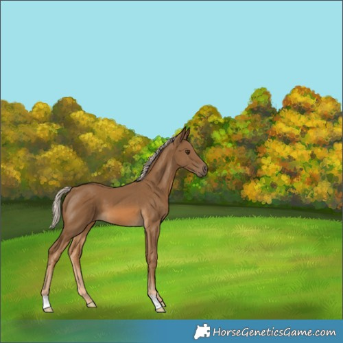 Horse Color:Chocolate Palomino 
