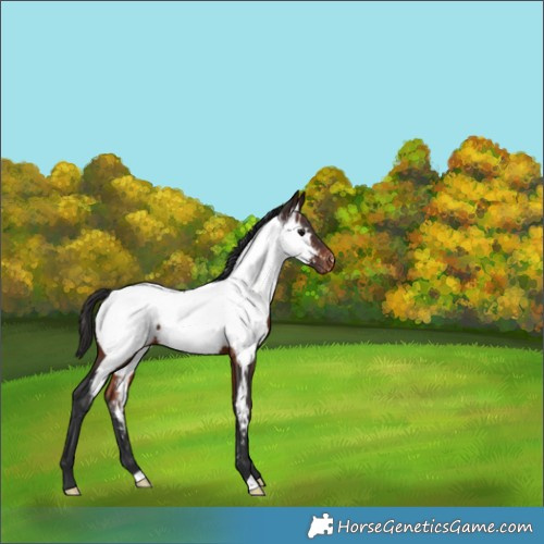 Horse Color:Brown Appaloosa 