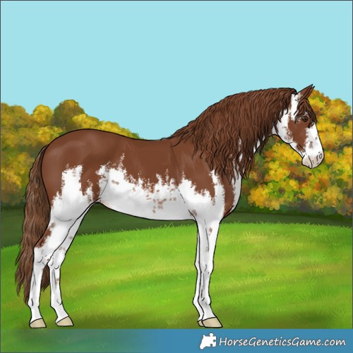 Horse Color:White Spotted Chestnut 