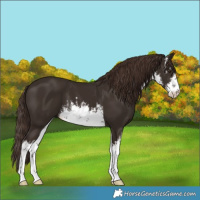 Horse Color:White Spotted Liver Chestnut