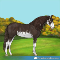 Horse Color:White Spotted Liver Chestnut 