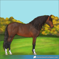 Horse Color:Bay 