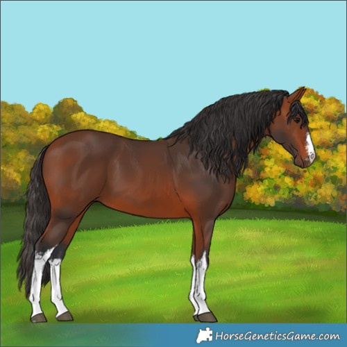 Horse Color:White Spotted Bay 