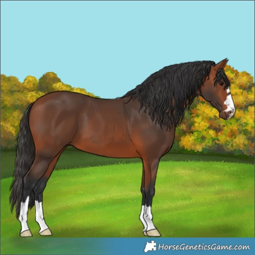 Horse Color:Bay 