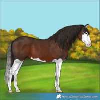 Horse Color:Liver Chestnut Splash 