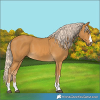 Horse Color:Palomino 