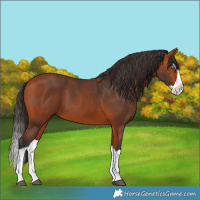 Horse Color:Bay Splash