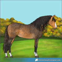 Horse Color:Buckskin 