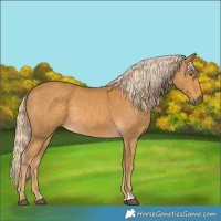 Horse Color:Palomino 