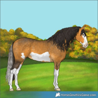 Horse Color:Buckskin Splash Frame
