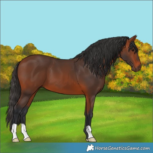 Horse Color:Bay 