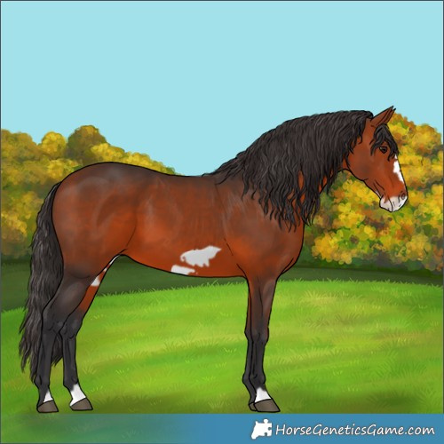 Horse Color:Bay Frame 