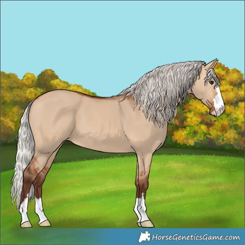 Horse Color:Silver Bay Dun 