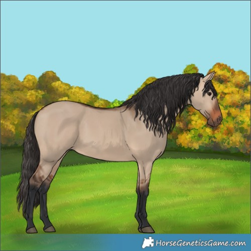 Horse Color:Bay Dun 