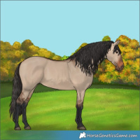 Horse Color:Bay Dun 