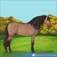Horse Color:Bay Dun