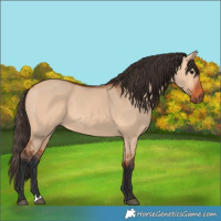 Horse Color:Bay Dun 